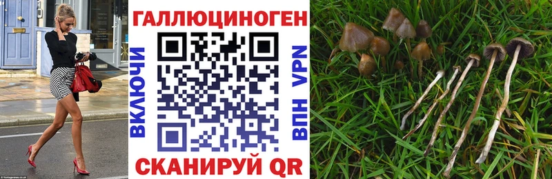Купить закладки Далматово Галлюциногенные грибы Cubensis